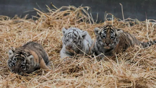 Tres tigresas de bengala nacieron en el Parque de las Leyendas [FOTOS]