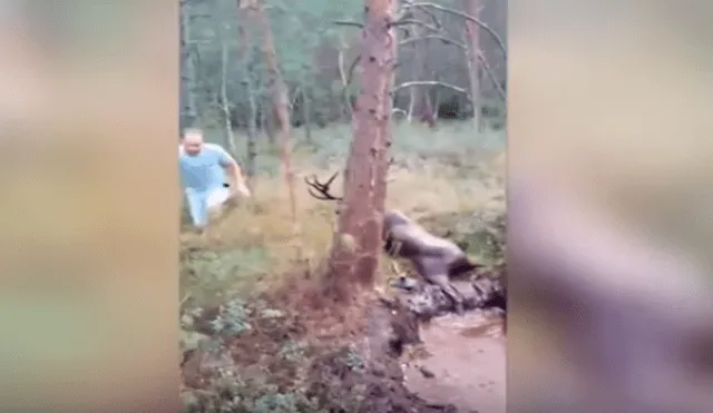 En YouTube, unos jóvenes rescataron a un enorme ciervo que quedó atrapado en un charco de lodo.