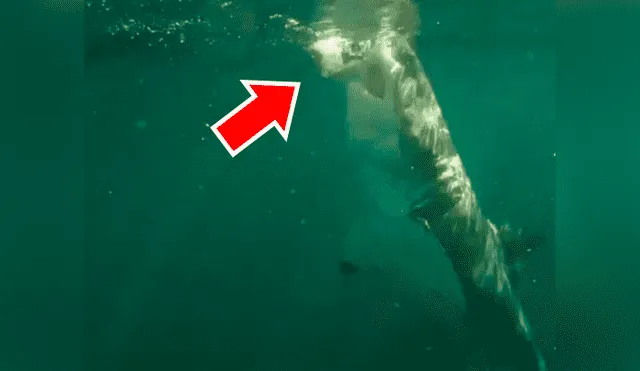 Un video viral de Facebook registró el aterrador instante en que un hombre lanzó una carnada a un tiburón para grabar su espeluznante mordida.