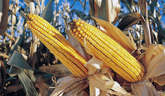 La producción de maíz amarillo duro es insuficiente para la demanda nacional