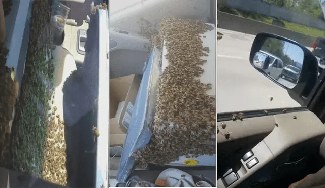Youtube: abejas inundaron auto, chofer siguió manejando y así llegó a su destino [VIDEO]