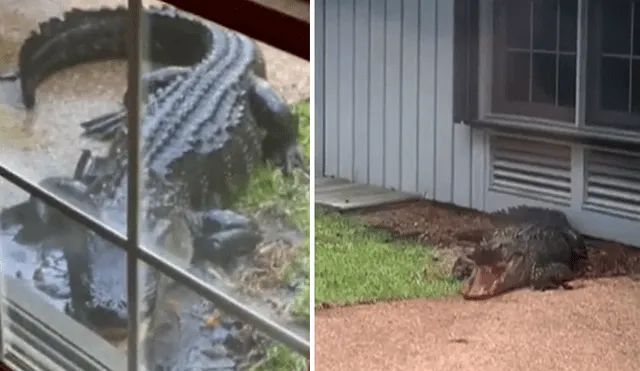 A través de Facebook se hizo viral el momento en que un cocodrilo aparece en un jardín.