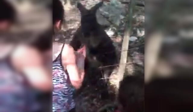 YouTube: furioso canguro ataca sin piedad a niña en zoológico 