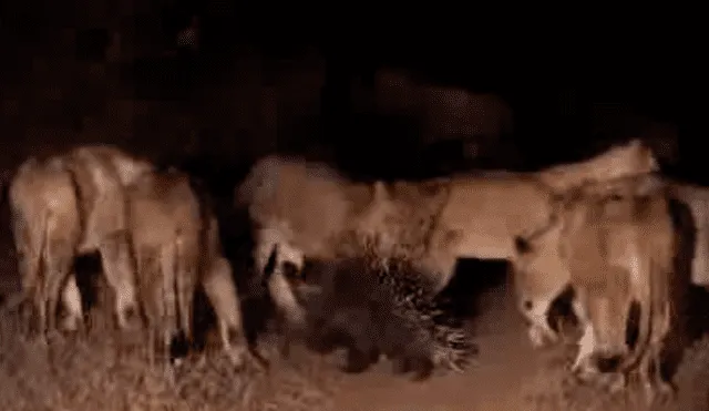 Facebook viral:cámaras registran épica  pelea de puercoespín con hambrientos leones [VIDEO]