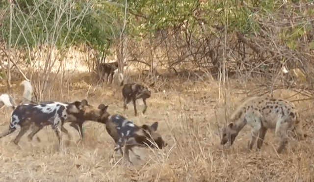 Hambrientas hienas le quitan presa a perros salvajes y estos se ‘vengan’ de la peor manera [VIDEO] 