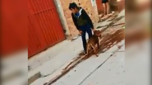 Pitbull ataca brutalmente a cachorro y lo deja grave en Cusco [VIDEO]
