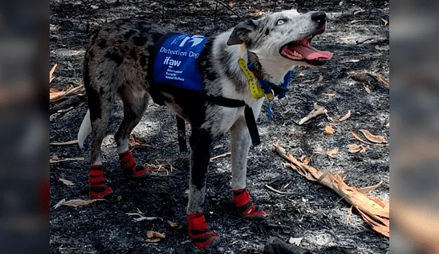 El can se ha convertido en un aliado imprescindible para los bomberos de Queensland, en Australia. Su historia se ha hecho viral en Facebook y otras redes