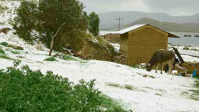 Caída de granizo en cuatro provincias de Puno afectó varias hectáreas de cultivo