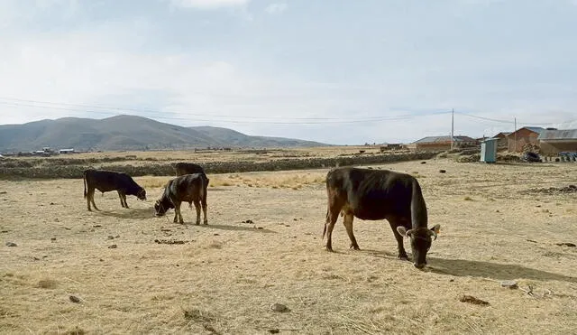 Sequía. En Puno, los campos están secos y la siembra se ha postergado. Hay quienes incluso están haciendo ofrendas a los apus pidiendo que llueva.Inusual. Foto: difusión