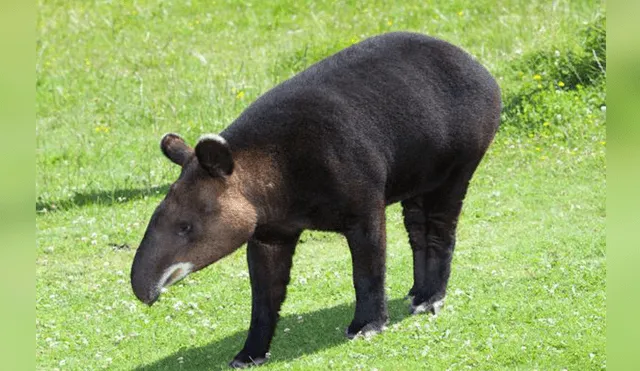 20 Animales en peligro de extinción y extintos en Perú 2019 [FOTOS]