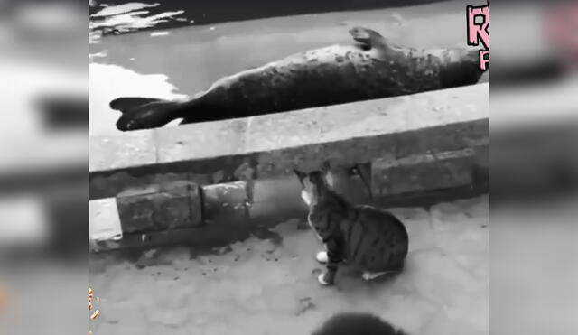Facebook: miles ríen con video de gato que 'mata' una molesta foca [VIDEO]