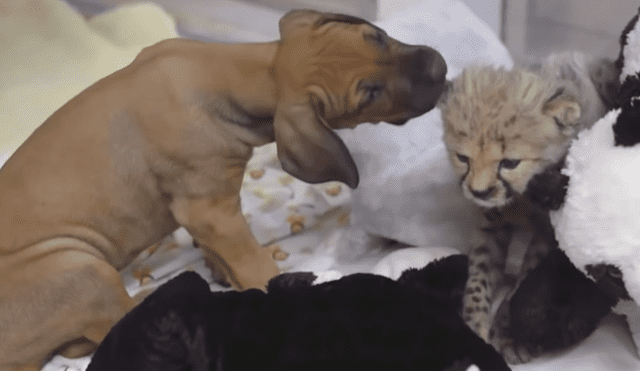 A través de YouTube se hizo viral la historia de un guepardo y un perro, los cuales se conocieron cuando eran unos cachorros.