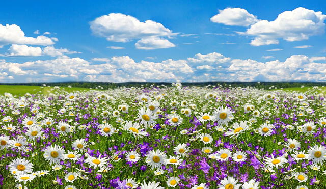 La primavera se caracteriza porque florecen las plantas. Foto: difusión
