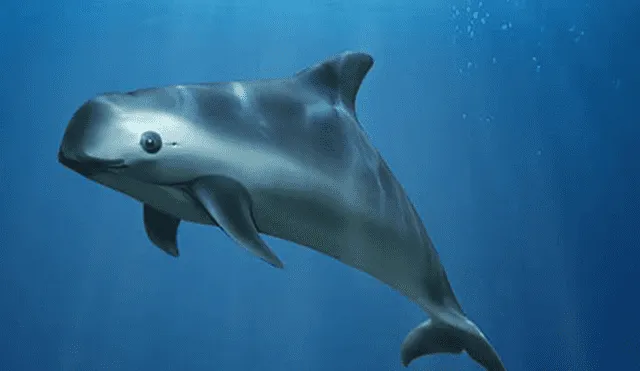 Vaquita marina se encuentra en peligro de extinción. Foto: PNUMA