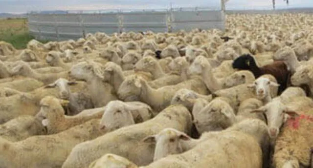Abigeos amarran a pastores y se llevan 100 ovejas de corral en Arequipa