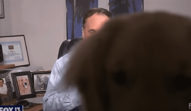 Video es viral en TikTok. El can se robó la atención de la audiencia, cuando entró en escena intempestivamente mientras su dueño realizaba un programa desde su casa.