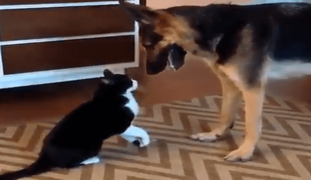 Facebook viral: gato acepta a perro adoptado por sus dueños con un tierno beso [VIDEO]