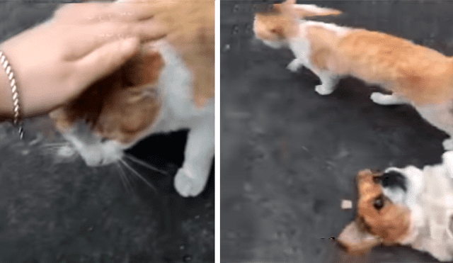 En Facebook, un perro intentó evitar que su dueño sea cariñoso con un travieso gato que adoptó de la calle.