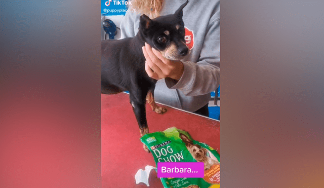 Desliza las imágenes para ver lo que hizo este perrito al ser descubierto con las ‘patas’ en la masa. Foto: Puppyplace /TikTok