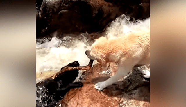 YouTube viral: travieso perro sufre accidente, está a punto de morir ahogado y es salvado por su compañero