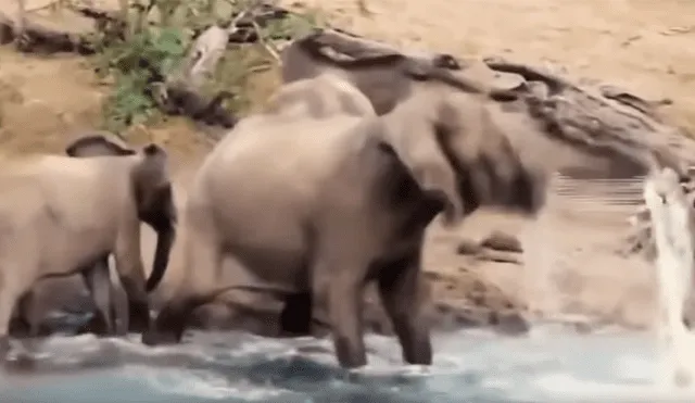 Facebook viral: elefante bebe agua del río, sin imaginar que su trompa sería mordida por hambriento cocodrilo [VIDEO]