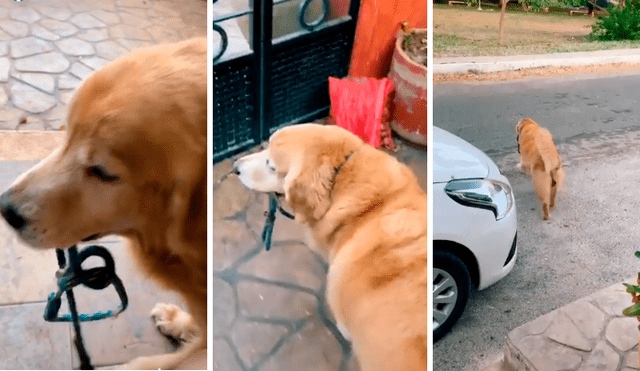 Desliza las imágenes hacia la izquierda para apreciar el comportamiento de un perro para intentar salir a la calle.