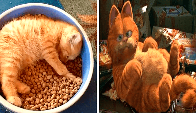 Facebook viral: gato ama dormir sobre su comida y todos lo comparan con 'Garfield' [VIDEO]
