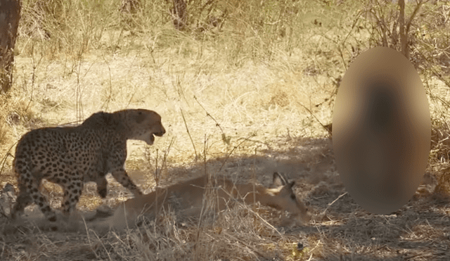 YouTube viral: misteriosa criatura sorprende a mama guepardo y se enfrenta contra ella [VIDEO]