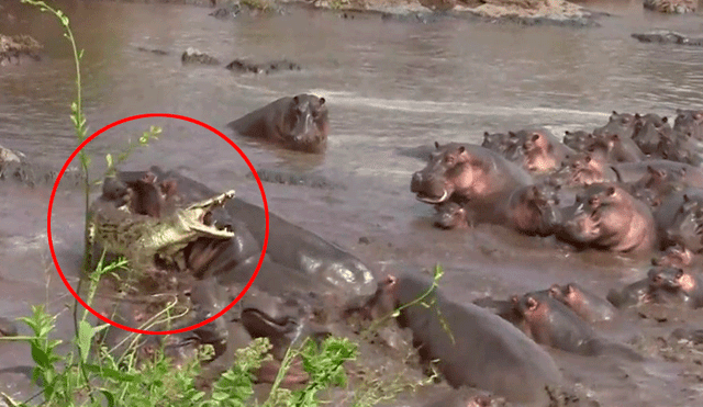 YouTube: cocodrilo se enfrenta a 30 hipopótamos y tiene un final inesperado [VIDEO]