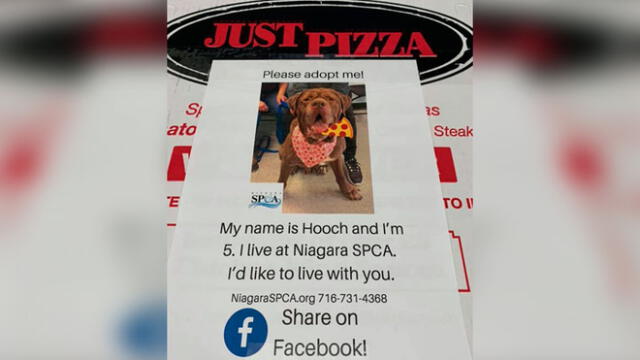 Pizzería pone en sus cajas fotografías de perros para su adopción