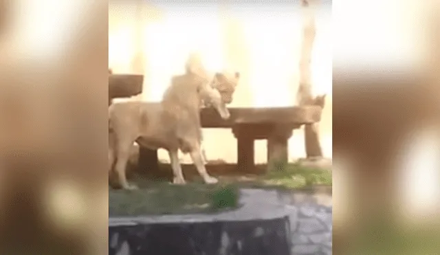 YouTube viral: ingeniosa madre usa gran truco para que su hijo no vea a dos leones en momento íntimo [VIDEO]
