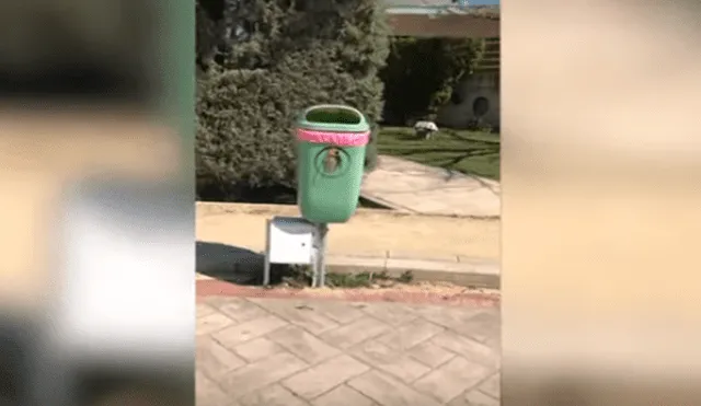 Desliza las imágenes para observar el susto que ocasionó un gato a una joven al esconderse en un tacho de basura.