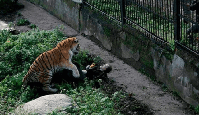 El terrible momento en que tigre ataca a su cuidadora en zoológico de Rusia
