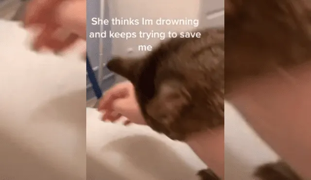 Video es viral en TikTok. Joven se estaba enjuagando el cabello en su bañera, cuando su gata la sorprendió con una insólita conducta. Fotocaptura: YouTube