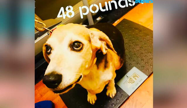 YouTube viral: perrito abandonado pierde más de 22 kilos con la ayuda de su nueva dueña