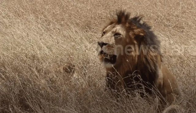 Turistas tienen impensado encuentro con feroces leones de África.
