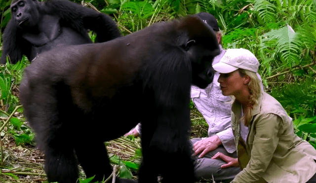 Vía YouTube: arriesgada mujer ingresa a jungla donde se encuentra con salvajes gorilas [VIDEO]