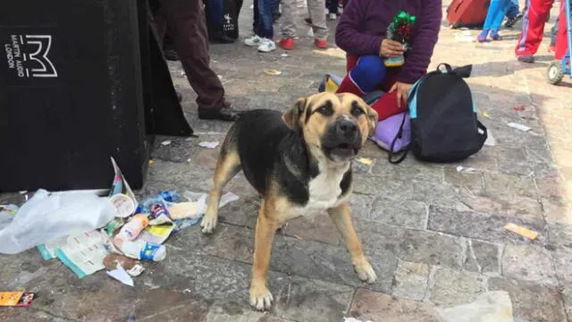 Cientos de personas acuden a los festejos en la Basílica de la Virgen de Guadalupe, dejando a sus mascotas en medio de las calles de CDMX.