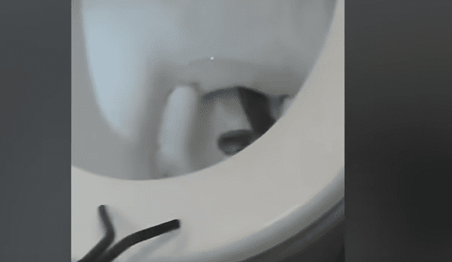 YouTube viral: hombre encuentra a una serpiente dentro de inodoro que iba a usar [VIDEO]