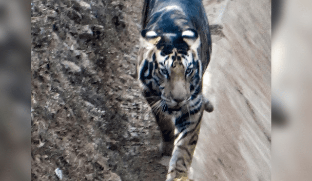 En los últimos 100 años la población de tigres disminuyó en un 97%. Foto: Soumen Bajpayee