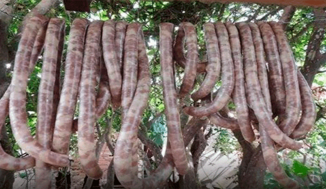 ‘Choricanes’: polémica por viral que asegura que los embutidos son de carne de perro [FOTOS]