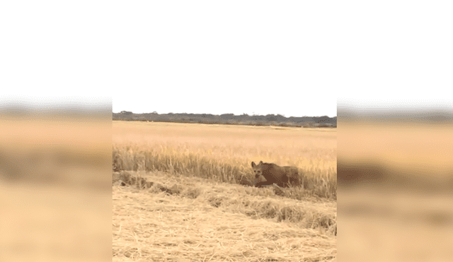 Facebook viral: pobladores graban animales en peligro de extinción por campos de arroz [VIDEO]