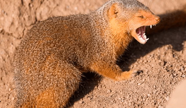 YouTube viral: un leopardo le tendió trampa a marmota bebé y tuvo inesperado final [VIDEO] 