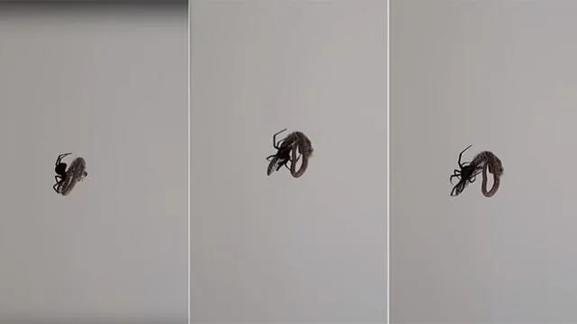 Facebook: Captan el preciso momento en que araña atrapa a su presa y miles quedan aterrados