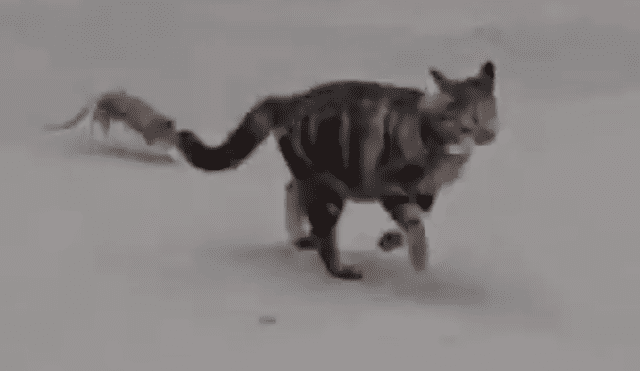 Facebook Viral: Gato atacó a una rata karateka y tuvo terrible final