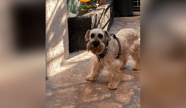 Desliza las imágenes para observar la conmovedora reacción de un perro al ser ‘regañado’ por su dueña. Foto: Captura.