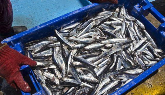 Produce anuncia el inicio segunda temporada de pesca de Anchoveta en zona norte-centro