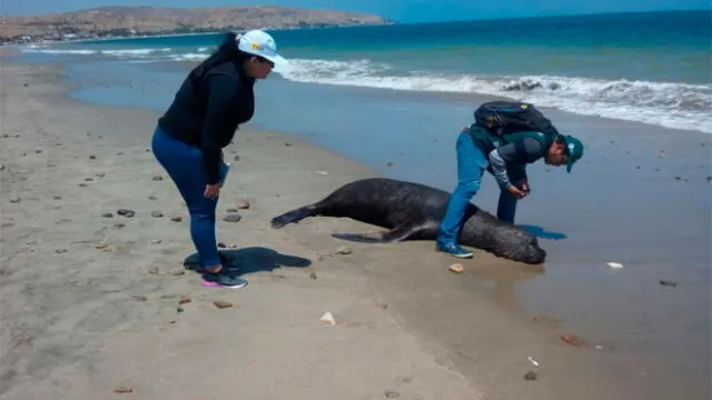 Piura: realizan campaña informativa y de concientización en playa de La Brea-Negritos