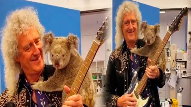 Brian May, guitarrista de Queen, regaló un concierto privado a un koala herido tras los incendios en Australia