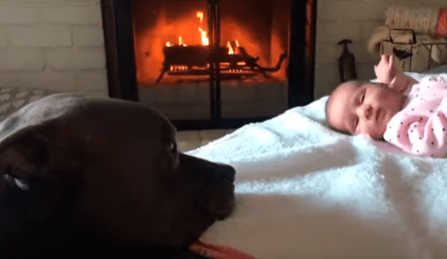 Video es viral en Facebook. Dueña del can no dudó en grabar la emotiva escena que protagonizó su mascota al acercarse a su bebé